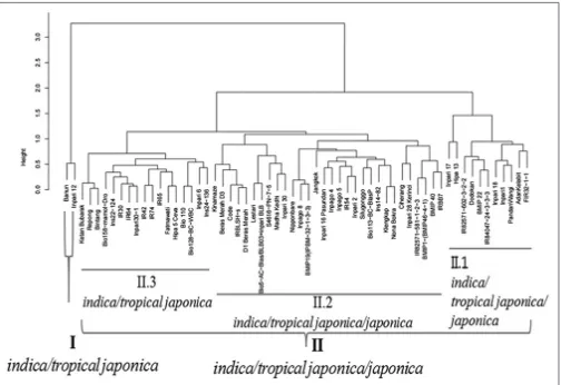 Fig 4.  Genetic relationship of 60 rice accessions generated by a combined characterization with morphological traits and 384 SNPs observed