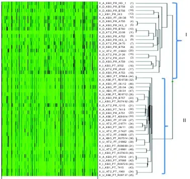 Fig. 3. Examples of SNP genotyping clusters on 48 individuals of cattle observed based on Bovine 50K bead chip usingBeadStudio software