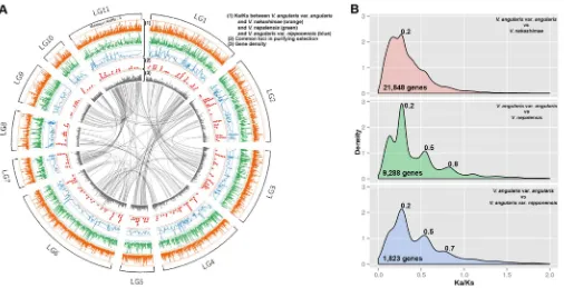 Figure 3 | Selection pressure for each locus in adzuki bean genome between cultivated (V