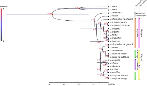Figure 3 | Species tree for 22 Vigna accessions and close legume relative, G. max. Average divergence dates were depicted for the nodes estimatedby a Bayesian MCMC method