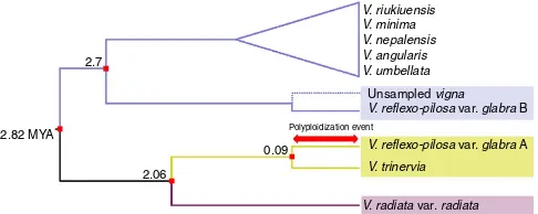 Figure 4 | Schematic illustration of allopolyploidization history of theV. reﬂexoglabra-pilosa var