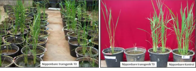 Tabel 1. Tinggi tanaman, jumlah anakan, panjang malai, dan jumlah gabah dari lima genotipe padi Nipponbare transgenik dan non transgenik