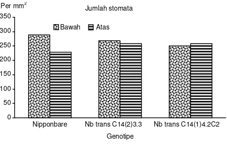 Gambar 1.  Jumlah stomata genotipe Singkarak, Kalimutu, Konawe, dan Nipponbare. 