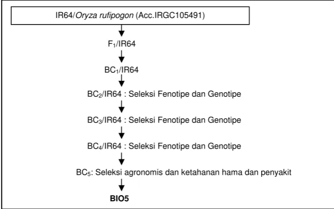 Gambar 1. Silsilah galur BIO5-AC-Blas/BLB-03. 