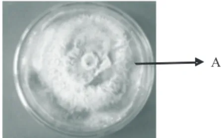 Gambar 2. Uji antibiosis; (a) inkubasi jam ke-24; (b)  inkubasi jam ke-48; (1)Miselium T