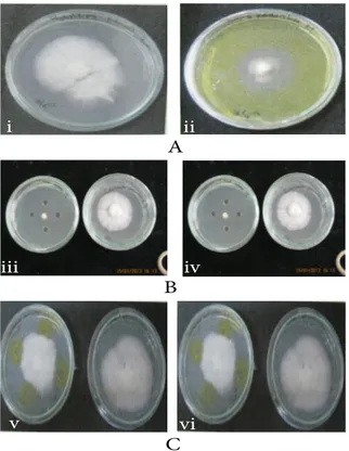 Gambar 1. Metode Penghambatan Pertumbuhan Radial  Miselium (A), metode Difusi Agar (B), Metode  Difusi Agar yang dimodifikasi, (i) kultur jamur  P