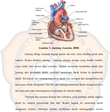 Gambar 1. Jantung (Anonim, 2008) 