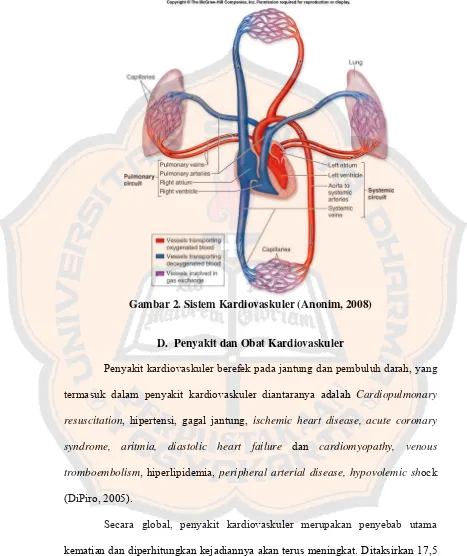 Gambar 2. Sistem Kardiovaskuler (Anonim, 2008) 