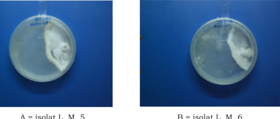 Gambar 5. Antagonisme isolat bakteri rizosfer lidah mertua terhadap Rigidosporus                    microporus dalam media PDA
