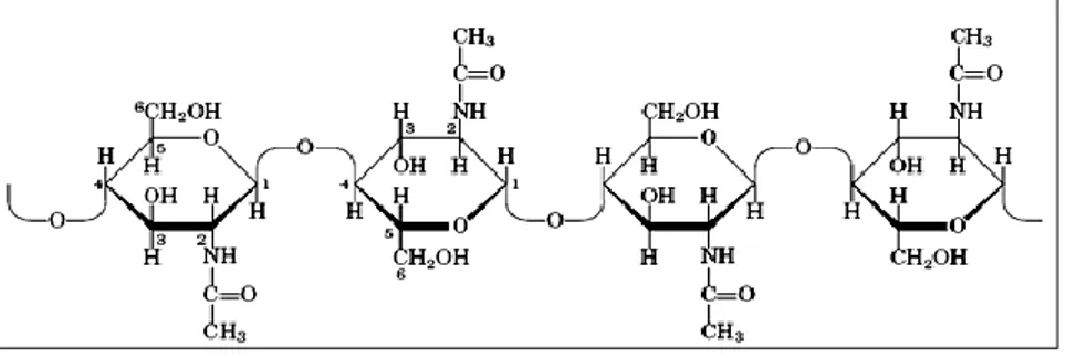 Gambar 1. Struktur molekul Kitin 