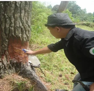 Gambar  3.  Hasil  Produktivitas  Getah  dengan  Perlakuan Diameter Pohon Pinus  Hasil  penelitian  menunjukkan  bahwa  perlakuan  diameter  memiliki  pengaruh  yang  signifikan  terhadap  produktivitas  getah,  dapat  dilihat  bahwa  untuk  setiap  diamet