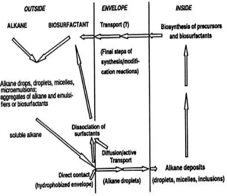 Gambar 6. Skema metabolisme sel dalam proses menghasilkan surfaktan.(Naim and Sukan, 1993)
