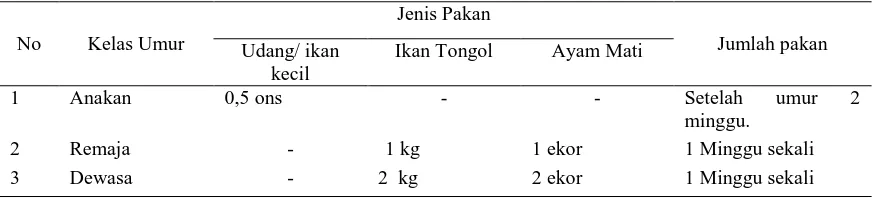 Tabel  4.  Perkiraan  jumlah  pemberian  pakan perekor di  penangkaran  PT. Makmur Abadi Permai dalam 1  (satu) minggu