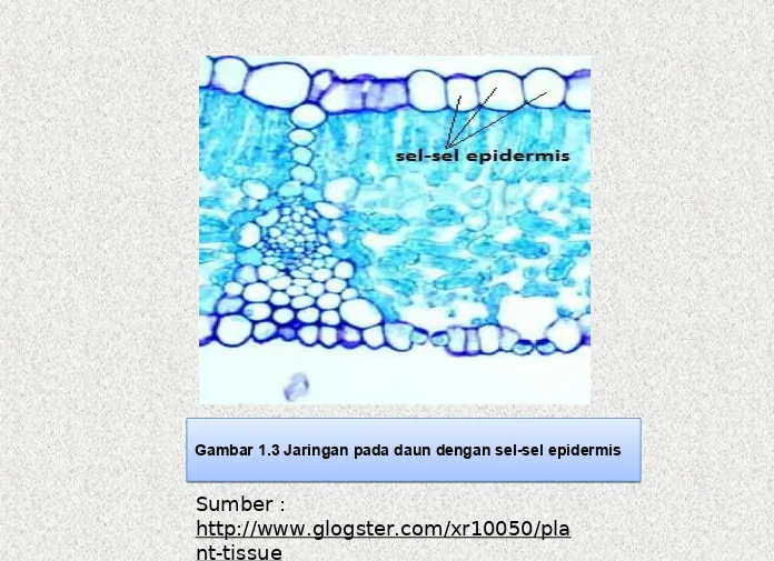 Gambar 1.3 Jaringan pada daun dengan sel-sel epidermisGambar 1.3 Jaringan pada daun dengan sel-sel epidermis