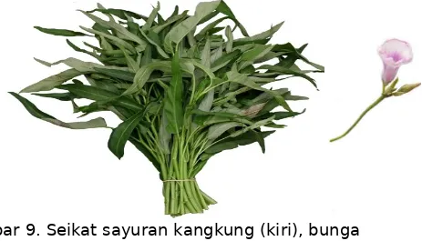 Gambar 9. Seikat sayuran kangkung (kiri), bunga kangkung (kanan)(Sumber gambar: http://allusional.info, http://www.stuartxchange.org)