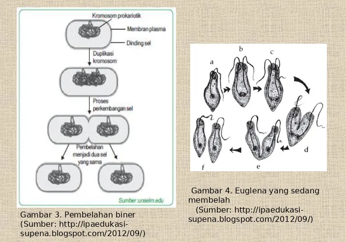 Gambar 3. Pembelahan biner