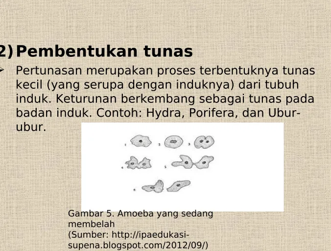 Gambar 5. Amoeba yang sedang  