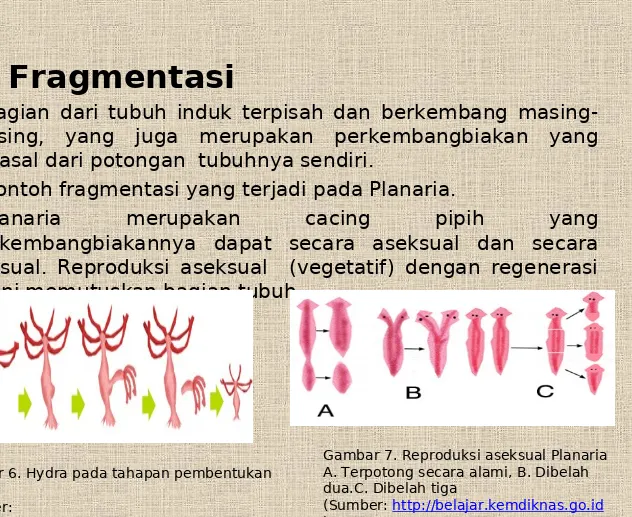Gambar 7. Reproduksi aseksual Planaria