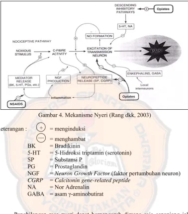 Gambar 4. Mekanisme Nyeri (Rang dkk, 2003) 