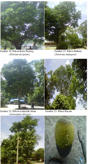 Gambar 20. Pohon Kiara Payung 