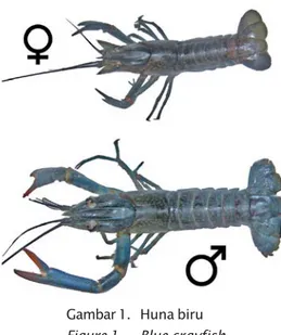 Gambar 1. Huna biru Figure 1. Blue crayfish
