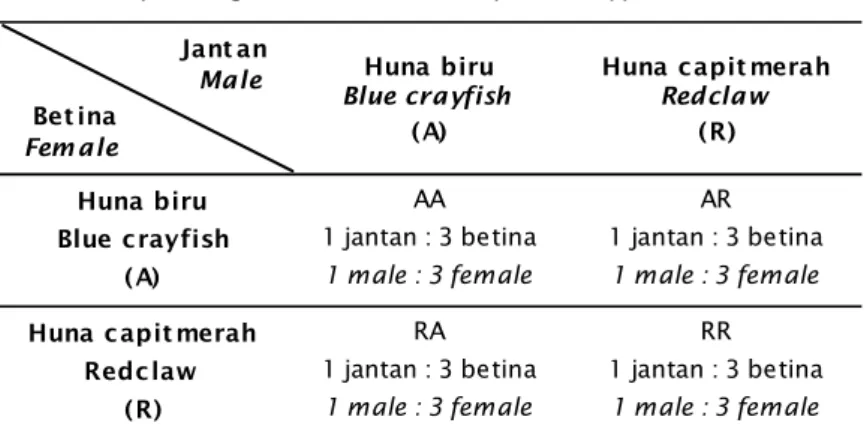 Tabel 1. Skema perlakuan pemijahan huna biru dengan huna capitmerah Table 1. Spawning treatment scheme of blue crayfish and redclaw