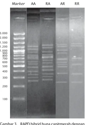 Gambar 3. RAPD hibrid huna capitmerah dengan huna biru menggunakan primer  OPA-8