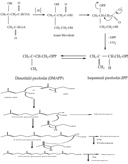 Gambar 2.2. Biosintesisa Terpenoid (Achmad, 1986) 