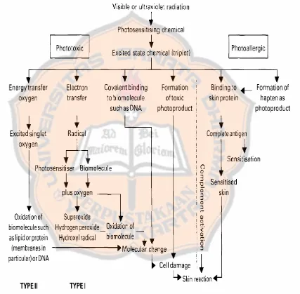 Gambar 2. Bagan Mekanisme Fotosensitasi (Spielmann et al., 1994)  