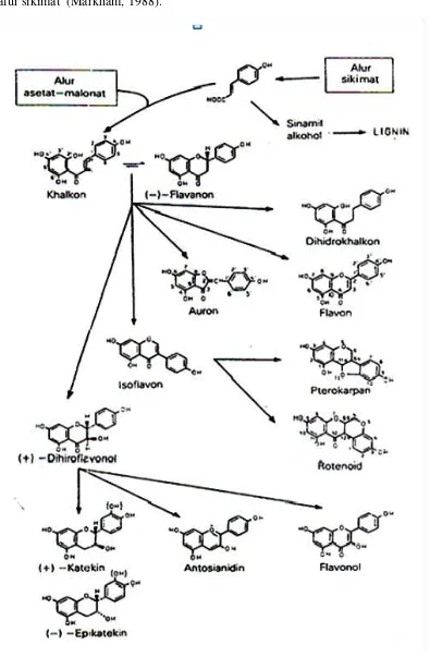 Gambar 1 : Biosintesis flavonoida (Markham, 1988) 