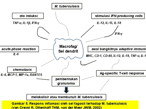 Gambar 5. Respons inflamasi oleh sel fagosit terhadap M. tuberculosis(van Crevel R, Ottenhoff THM, van der Meer JWM, 2002)