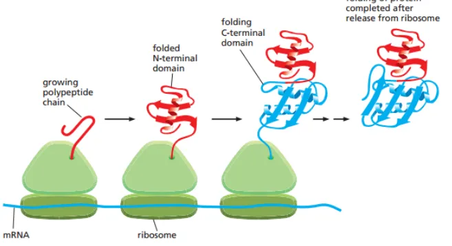 Figure 6–84 Co-translational protein folding.
