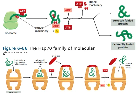 Figure 6–86 The Hsp70 family of molecular 