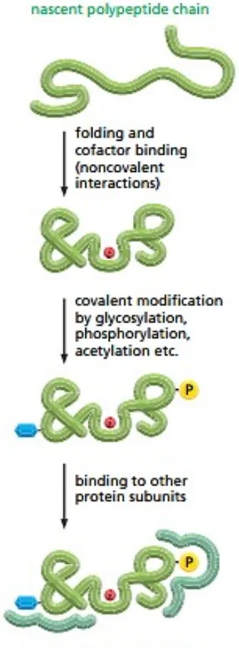 Figure 6–82 Steps in the creation of a functional protein. 