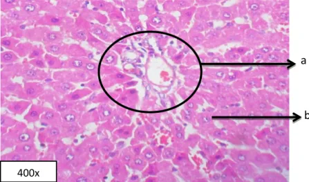 Gambar 1. Gambaran mikroskopis hepar kelompok kontrol pada perbesaran 400x yang  menunjukkan area porta tanpa inflamasi dan gambaran hepatosit normal tanpa degenerasi 