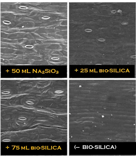 Figure 1. Scanning electron microscopy of oil palm leaf surfaces showing open stomata in application Na2SiO3 and Bio-Silica and closing stomata in treatment without application Bio-Silica in the period after drought stress treatment