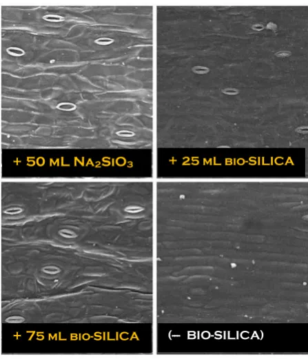 Figure 1. Scanning electron microscopy of oil palm leaf surfaces showing open stomata in application Na2SiO3 and Bio-Silica and closing stomata in treatment without application Bio-Silica in the period after drought stress treatment