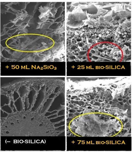 Figure 3.  Scanning electron microscopy deposition of Si in root tissue of oil palm seedling by application bio-silica