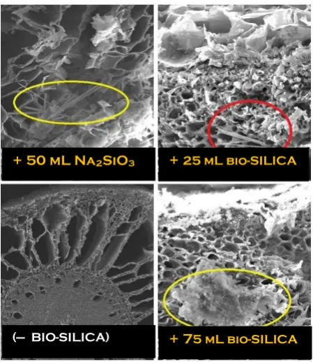 Figure 3.  Scanning electron microscopy deposition of Si in root tissue of oil palm seedling by application bio-silica
