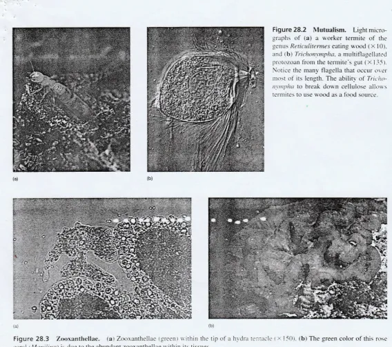 Figure 28.2 graphs N{utualism. Light n.ricro-of (a) a s'orker termite of 