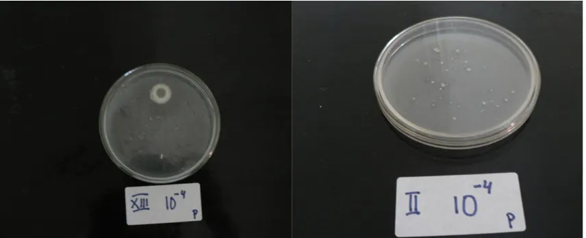 Gambar 2. Pengaruh PGPR dan Custom Bio terhadap populasimikroba pelarut Fosfat (10-4) dan penambat N2 (10-4)