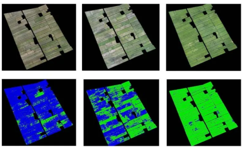 Figure 9: Rice crop growth monitoring using unmanned aerial vehicle (UAV) system and image processing techniques