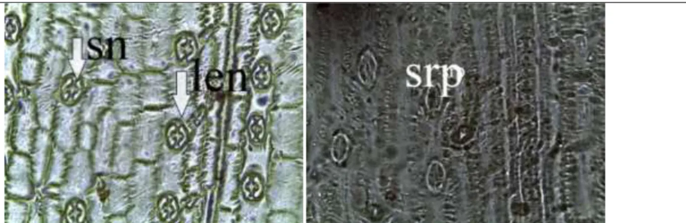 Gambar 1.   Jaringan epidermis bawah daun Paspalum conjugatum yang diaplikasi kombinasiasam asetat  dan ekstrak buah lerak dengan pembesaran mikroskop 100x10 m 
