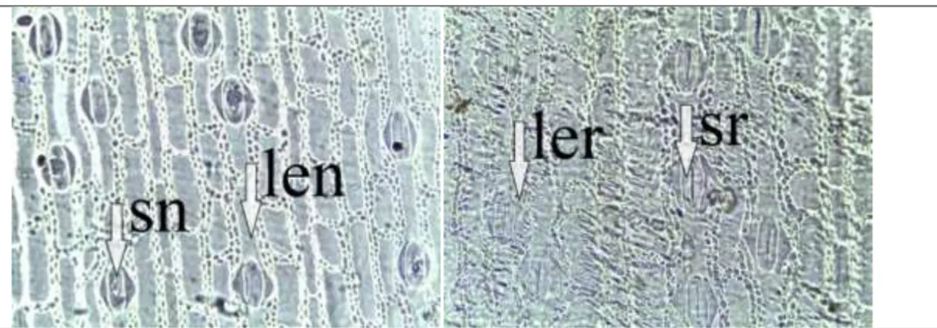 Gambar 2.    Jaringan epidermis bawah daun gulma Cyperus kyllingia yang diaplikasi kombinasi asam asetat  dan ekstrak buah lerak dengan pembesaran mikroskop 100 x 10 m 