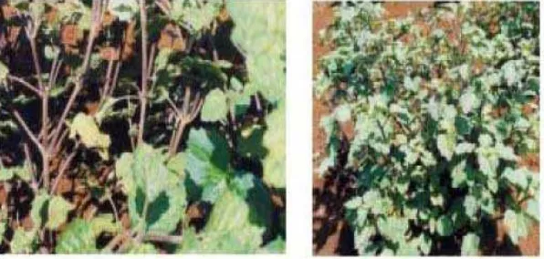 Gambar 2.1 Tumbuhan tanaman  nilam   