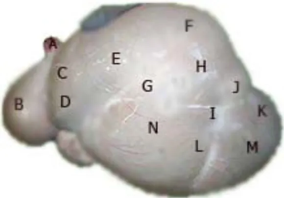 Gambar 2.  Retikulo-rumen bagian interior, dimana A : esofagus ; B: retikulum;     C: reticular groov; D : retikulo-ruminal fold; E: kantong karnial;          F: kantong korsal; G: karnial pillar; H : longitudinal pillar; I : kaudal pillar; J: dorsal coron