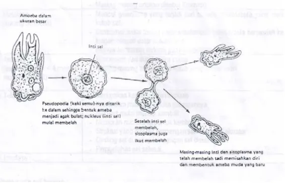 Gambar : Pembelahan amitosis pada amoeba 