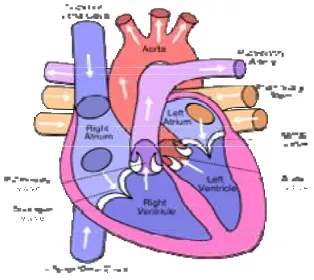 Gambar 2-1 Struktur Eksterior Jantung 