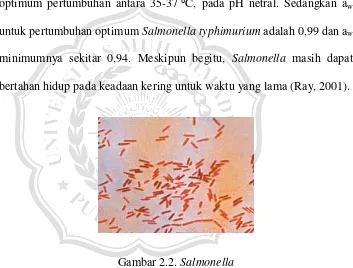 Gambar 2.2. Salmonella  