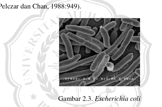 Gambar 2.3. Escherichia coli 